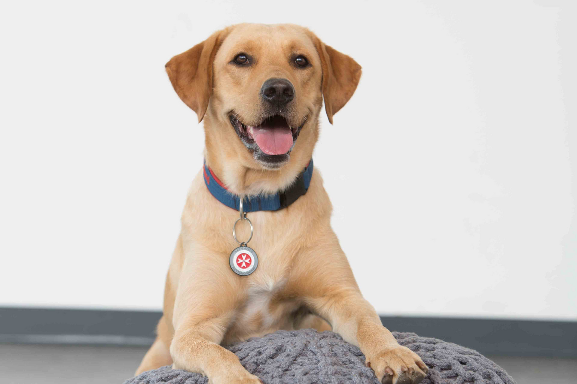 Ein Rettungshund, der sich auf einem Sitzpouf mit den Vorderpfoten aufstützt