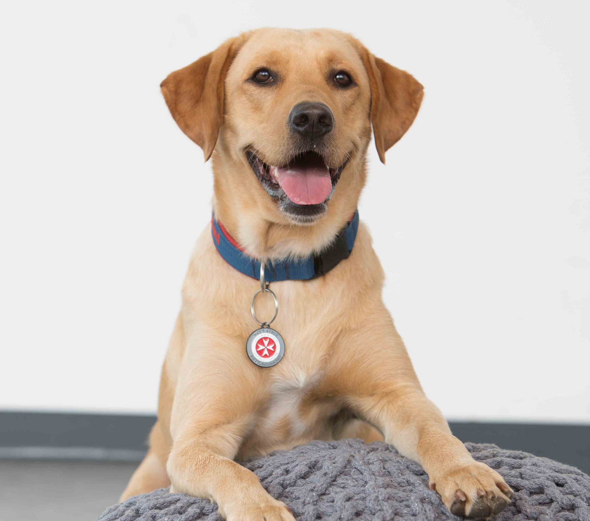 Ein Rettungshund, der sich auf einem Sitzpouf mit den Vorderpfoten aufstützt