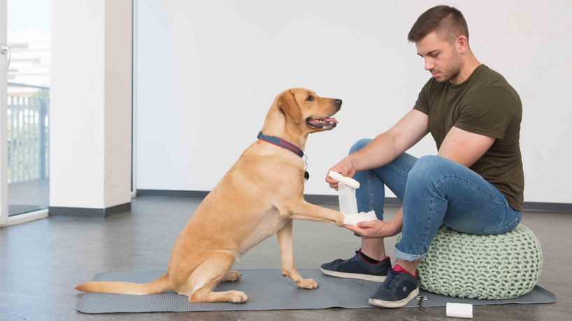 Johanniter: Erste Hilfe am Hund