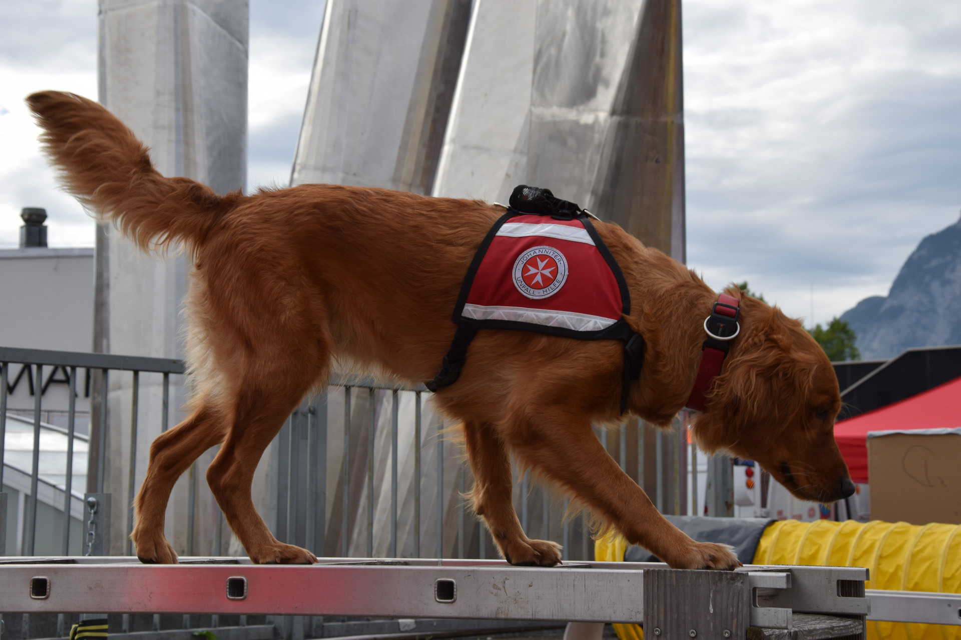 Ein Rettunghund geht über eine Übungsleiter.
