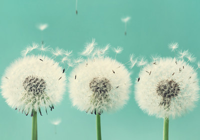 Johanniter - Spenden im Trauerfall