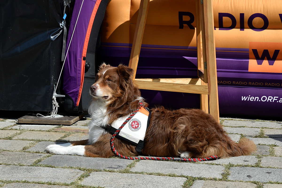 Rettungshund der Johanniter