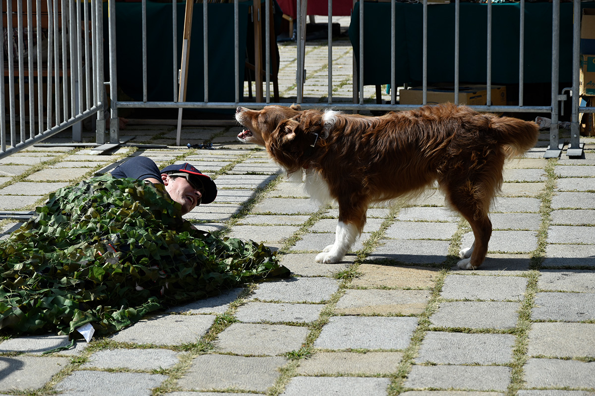 Rettungshund findet Menschen